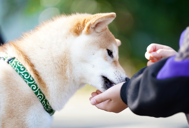 柴犬が飼い主の手からフードを食べている様子。安心して与えられるドッグフードのイメージ。