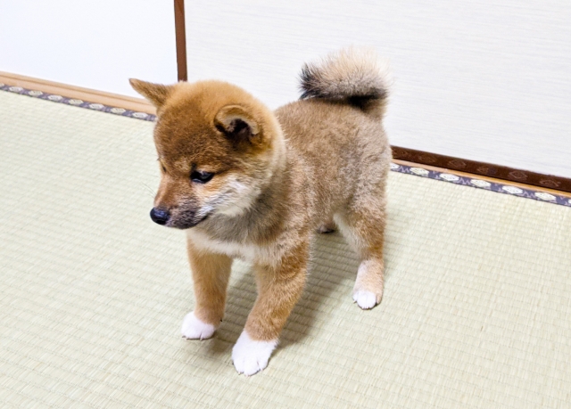 nosh DOGのサムネ用豆柴の子犬。安心できるドッグフード選びや定期購入の割引制度に関心のある飼い主向けのイメージ画像。