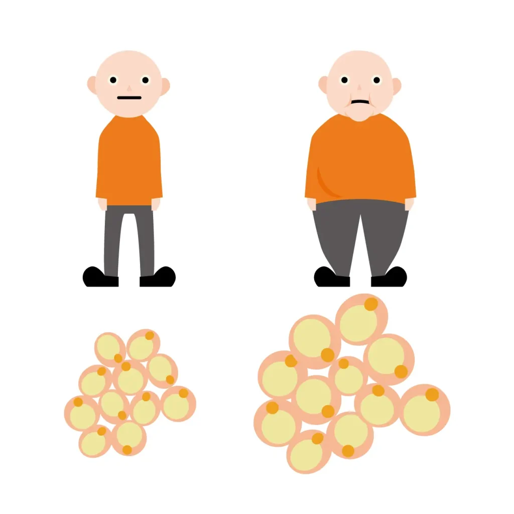 脂肪細胞は減らないイメージ図